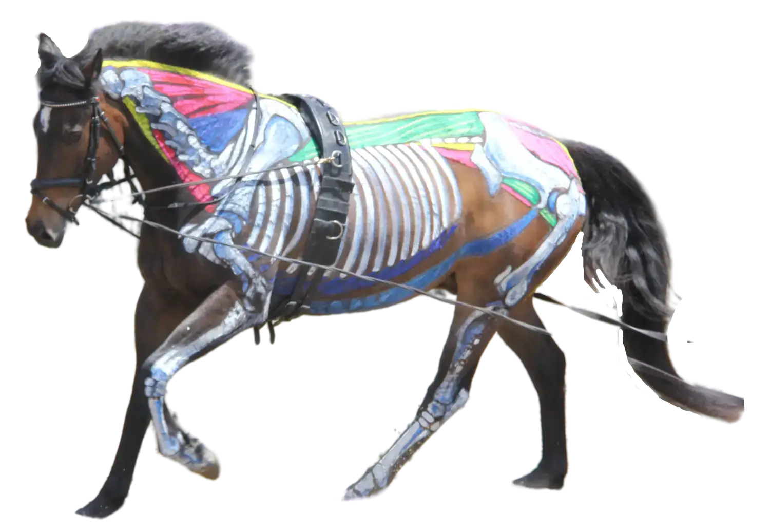 skeleton horse chalk